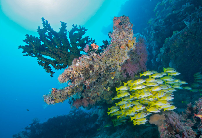 vivaneaux maldives