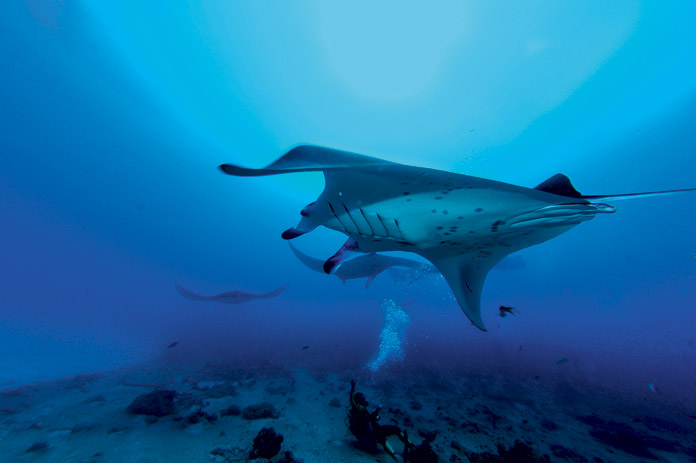 raie manta maldives