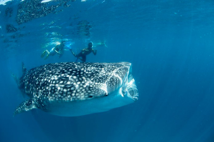 requin baleine