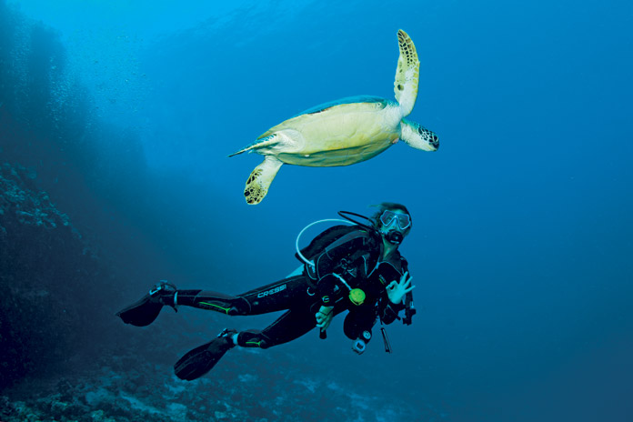 tortue-maldives